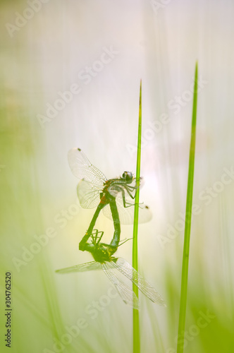 カオジロトンボ