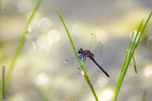 カオジロトンボ