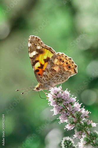 Beautiful butterfly on flowers in summer