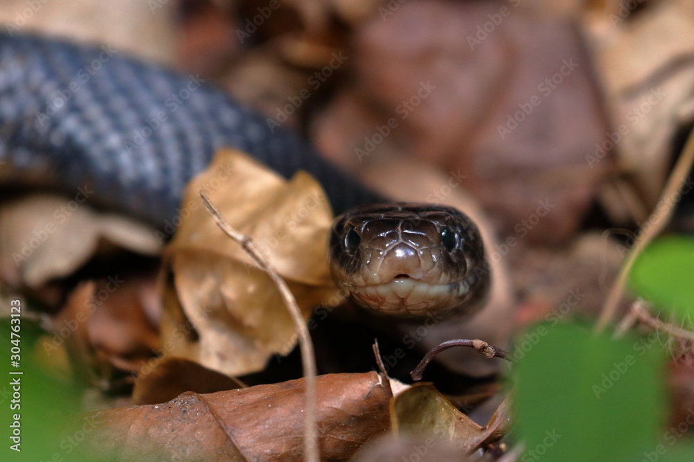 Fototapeta premium red bellied black snake