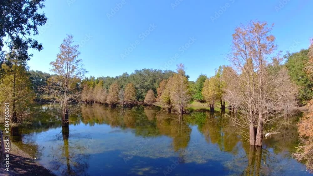 Metasequoia glyptostroboides tree grown in water Metasequoia glyptostroboides tree grown in water
