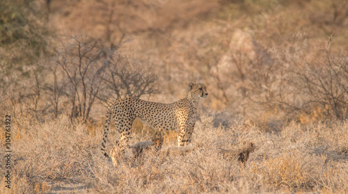 Mother and five cubs walking and playing, Etosha national park, Namibia, Africa © Tim on Tour