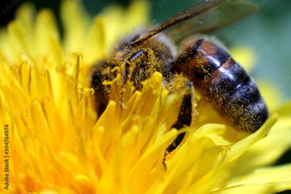 A bee sits on a yellow dandelion flower, closeup A bee sits on a yellow dandelion flower, closeup