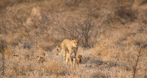 Mother and five cubs walking and playing, Etosha national park, Namibia, Africa