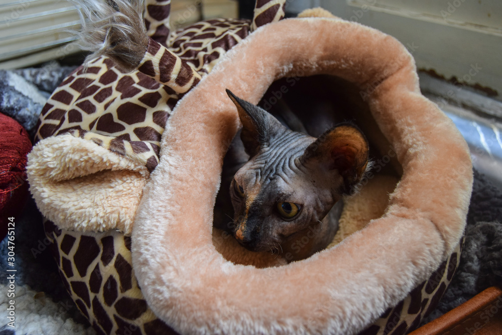 gray sphinx cat puppy tucked into a giraffe bed in winter on a cloudy day gray sphinx cat puppy tucked into a giraffe bed in winter on a cloudy day