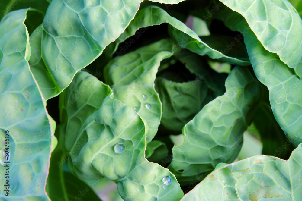 background of green leaves background of green leaves