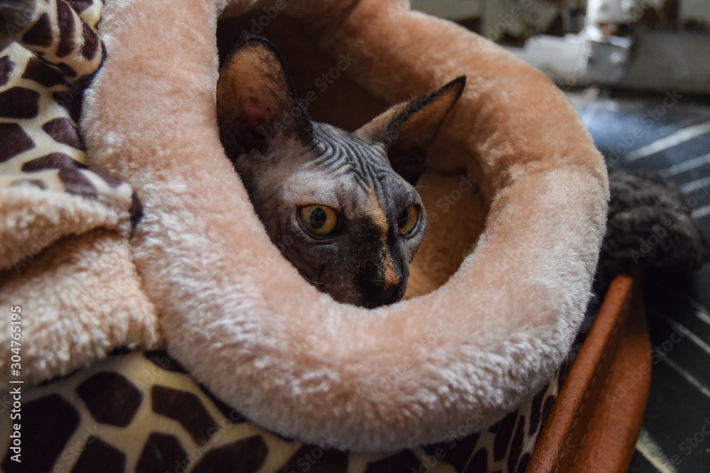 Obraz premium gray sphinx cat puppy tucked into a giraffe bed in winter on a cloudy day