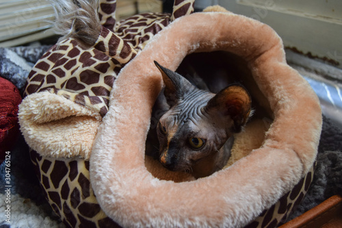 gray sphinx cat puppy tucked into a giraffe bed in winter on a cloudy day