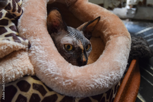 gray sphinx cat puppy tucked into a giraffe bed in winter on a cloudy day © Aaron Tamarit