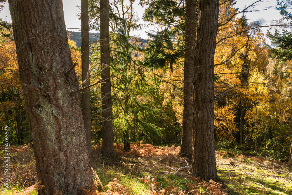 Colourful autumnal sunshine lighting up the deciduous foliage nestled amongst the coniferous trees, Perth and Kinross, Scotland. Colourful autumnal sunshine lighting up the deciduous foliage nestled amongst the coniferous trees, Perth and Kinross, Scotland.