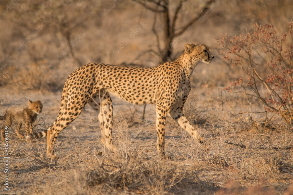 Mother and five cubs walking and playing, Etosha national park, Namibia, Africa Mother and five cubs walking and playing, Etosha national park, Namibia, Africa
