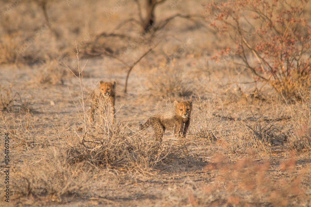 Fototapeta premium Five cheetah cubs playing around, Etosha national park, Namibia, Africa