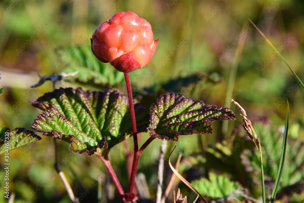 Obraz premium Bake Apple - Cloud Berry Rubus chamaemorus
