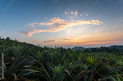 Beautiful sunset at Pineapple plantation