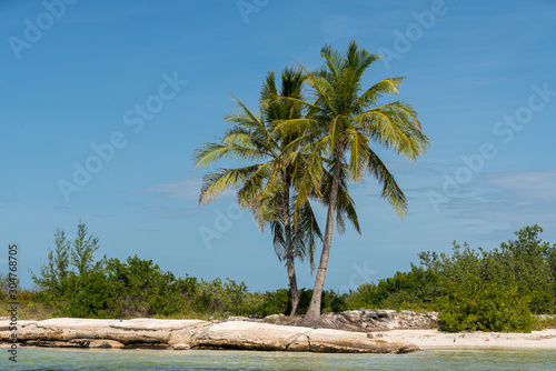 palmier ile paradisiaque