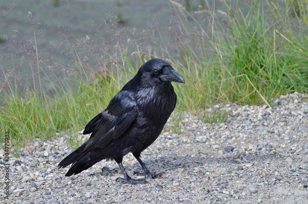 Fototapeta premium Raven in Jasper National Park