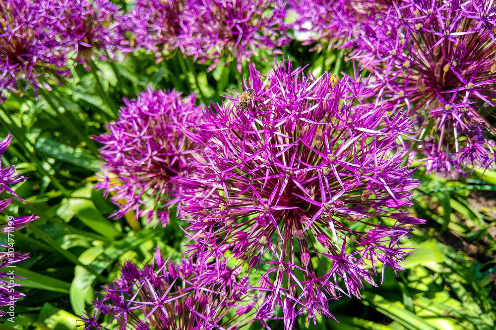 Field of Allium, ornamental onion. Few balls of blossoming Allium flowers. Filled full frame. Beautiful picture with Alliums for the gardening theme. Field of Allium, ornamental onion. Few balls of blossoming Allium flowers. Filled full frame. Beautiful picture with Alliums for the gardening theme.