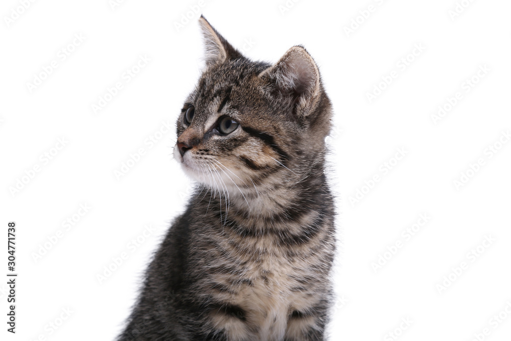 Beautiful little striped cat Beautiful little striped cat