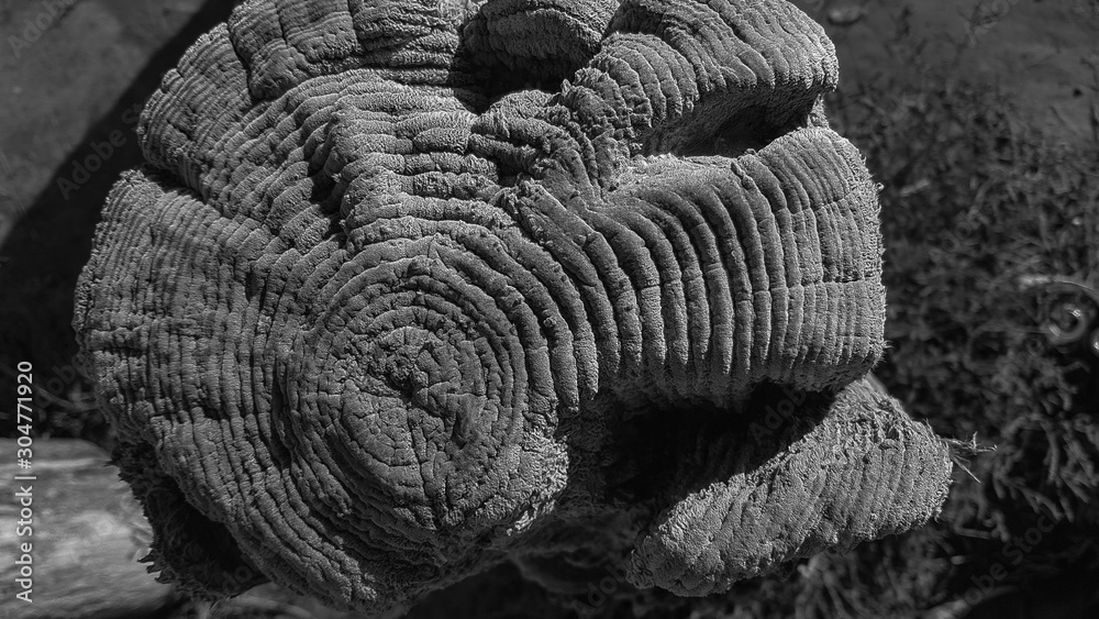background texture of natural petrified wood Stock Photo | Adobe Stock