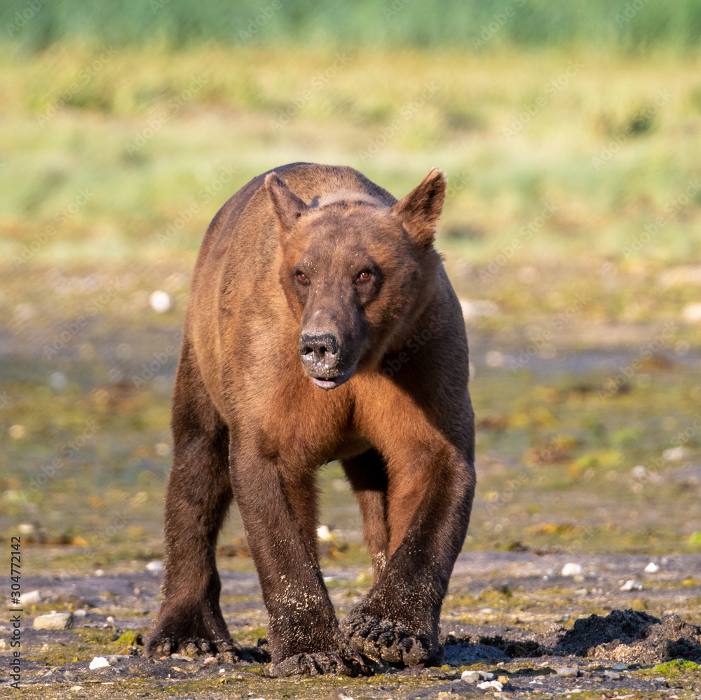 Coastal Brown Bear (Ursus arctos) in the Katmai National Park, Alaska Coastal Brown Bear (Ursus arctos) in the Katmai National Park, Alaska