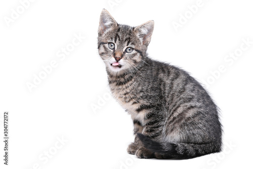 Beautiful little striped cat © Djomas