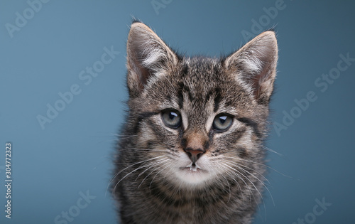 Beautiful little striped cat