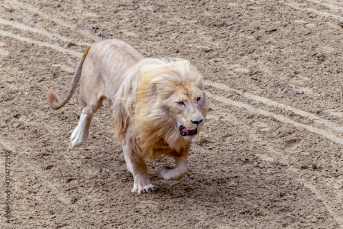 lion albinos 