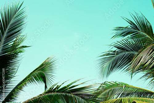 Coconut palm leaves perspective view , tropical palm leaves background
