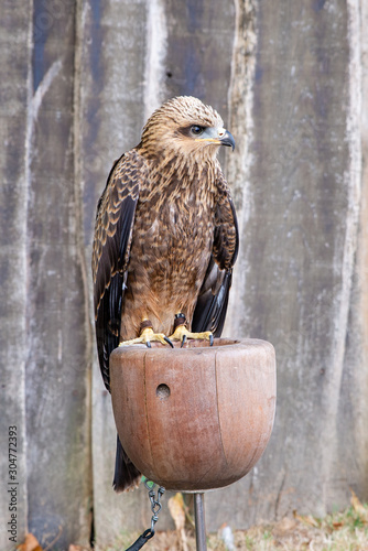rapace