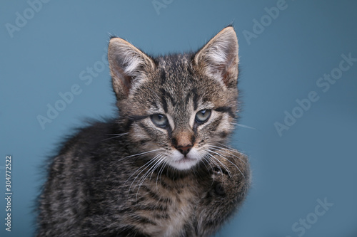 Beautiful little striped cat