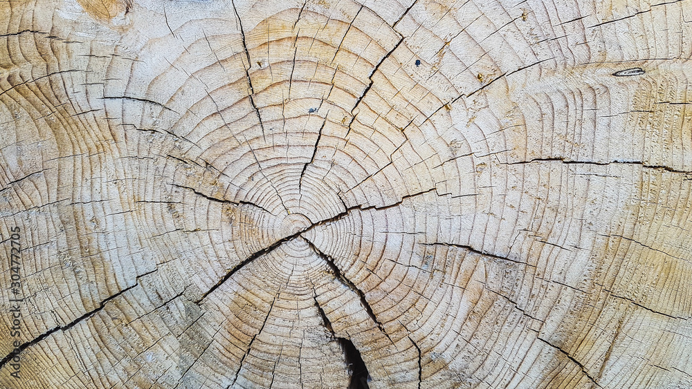 Fototapeta premium background texture of natural saw cut wood