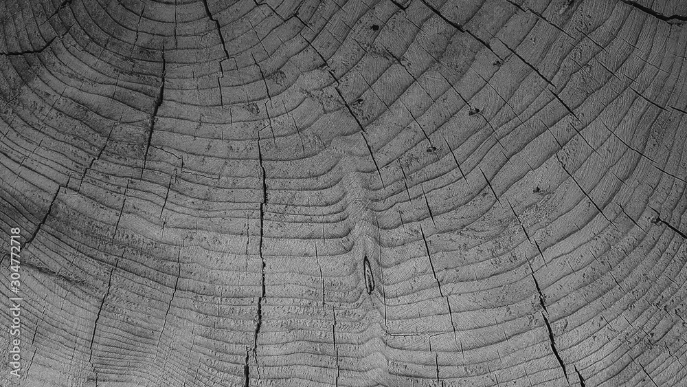 Fototapeta premium background texture of natural saw cut wood