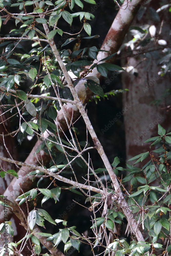 australian bird australian bird