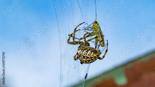 repas de l' araignée