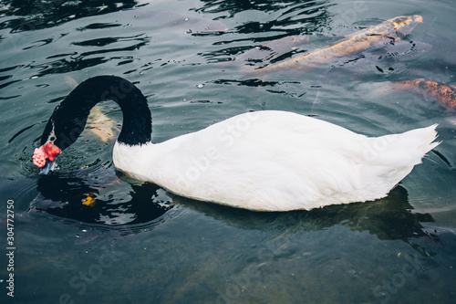 Fototapeta Naklejka Na Ścianę i Meble -  cisne