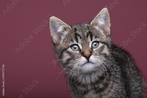 Beautiful little striped cat © Djomas