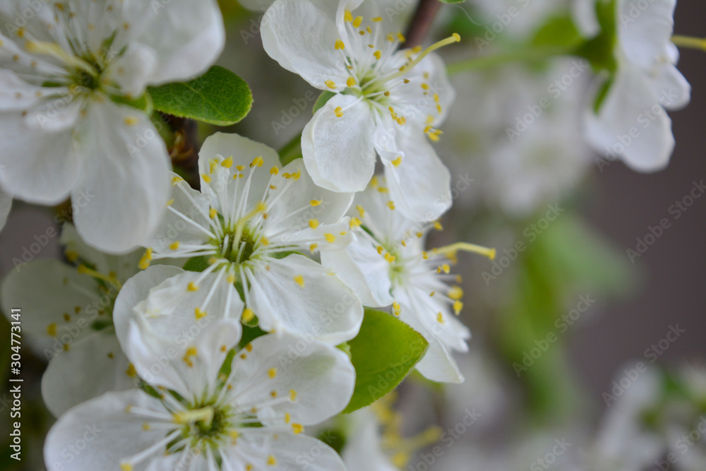 Blooming spring branches with green leaves and white flowers. Elegant gentle pastel nature.
