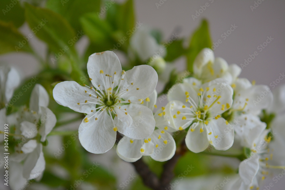 Blooming spring branches with green leaves and white flowers. Elegant gentle pastel nature.
