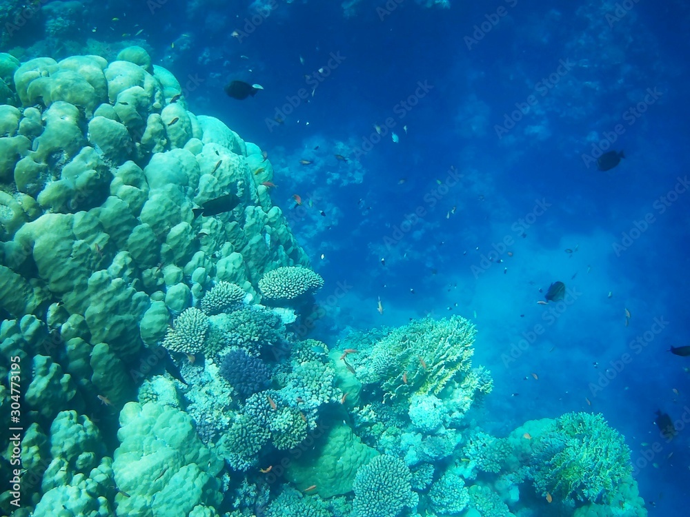 Fototapeta premium Beautiful tropical fish, Utopia resort, Marsa Alam, Egypt