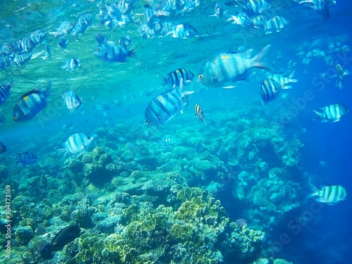 Beautiful tropical fish  Utopia resort  Marsa Alam  Egypt