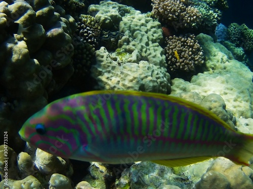 Beautiful tropical fish  Utopia resort  Marsa Alam  Egypt