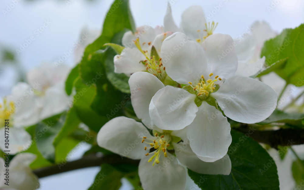 Fototapeta premium Blooming spring branches with green leaves and white flowers. Elegant gentle pastel nature.