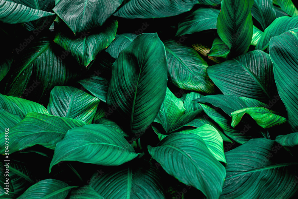 leaves of Spathiphyllum cannifolium, abstract green texture, nature background, tropical leaf