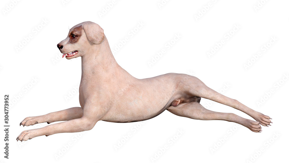 3D Rendering Dog with Blue Eyes on White 3D Rendering Dog with Blue Eyes on White