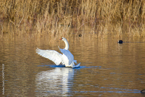 Fototapeta Naklejka Na Ścianę i Meble -  cygne élégant au coucher du soleil 