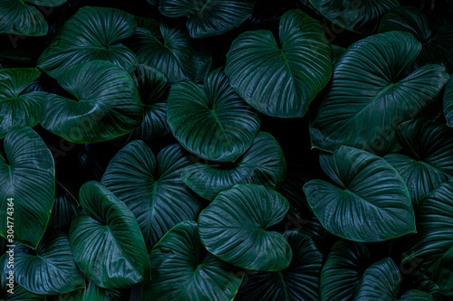 abstract green leaf texture  nature background  tropical leaf