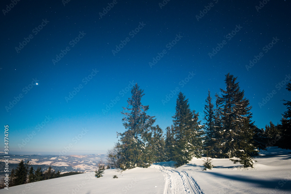 Beautiful landscape with majestic tall fir trees