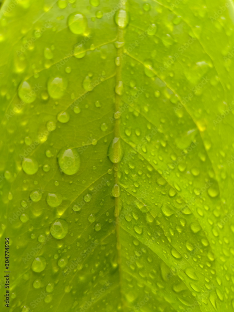 Green leaf with water drops for background. Green leaf with water drops for background.