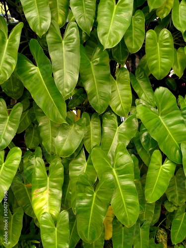 green leaves (Philodendron scandens) in nature garden for background