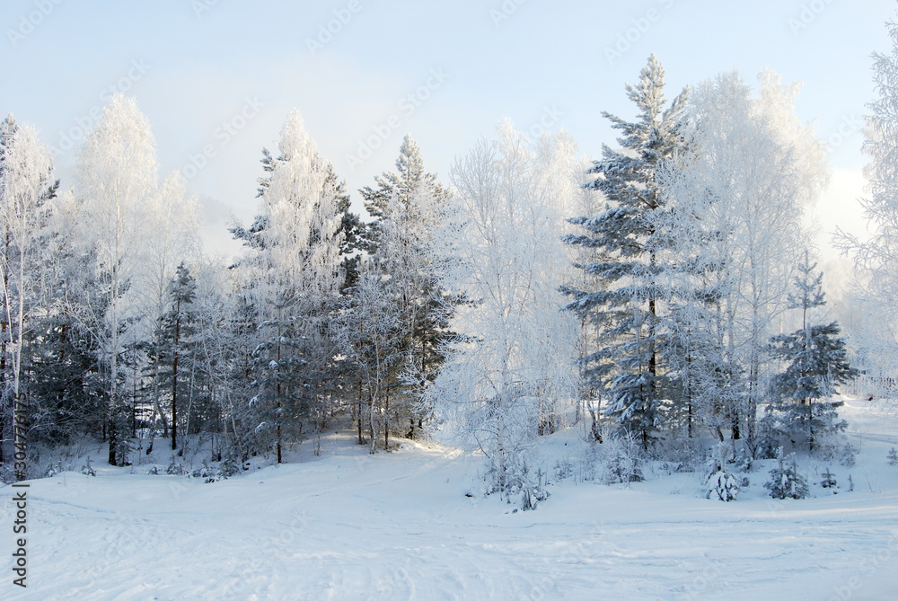 Trees covered with ice and snow. Winter forest. Winter fairy tale. Wintertime.
